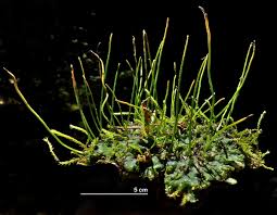 Attēlu rezultāti vaicājumam “Phaeoceros laevis subsp. carolinianus”