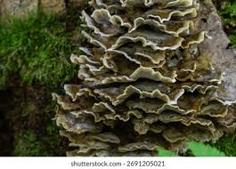 Attēlu rezultāti vaicājumam “Cribraria rubiginosa macro”