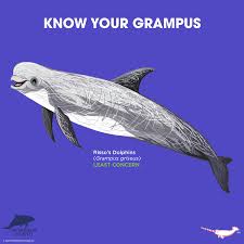 Image result for Grampus griseus