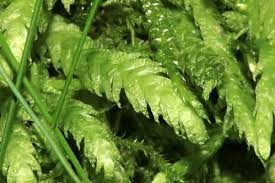 Attēlu rezultāti vaicājumam “Plagiothecium undulatum”