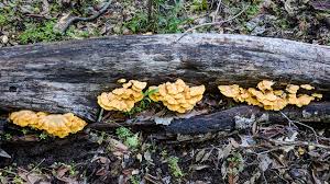 Attēlu rezultāti vaicājumam “Phyllotopsis nidulans”