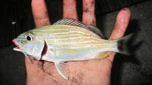 Image result for Haemulon sciurus