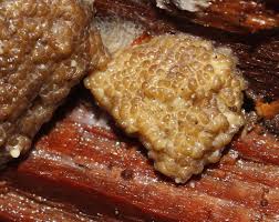 Attēlu rezultāti vaicājumam “Siphoptychium violaceum”