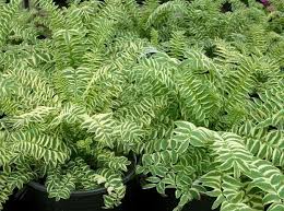 Attēlu rezultāti vaicājumam “Polemonium caeruleum leaf”