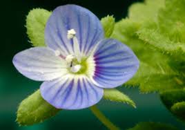 Attēlu rezultāti vaicājumam “Veronica persica”