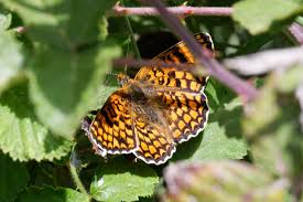 Attēlu rezultāti vaicājumam “Melitaea phoebe underside”