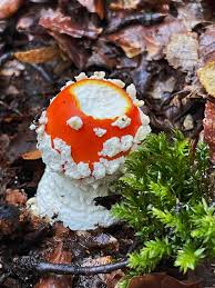 Attēlu rezultāti vaicājumam “Phleogena faginea young”