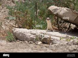 Attēlu rezultāti vaicājumam “Mustela nivalis adult”