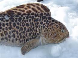 Image result for Anarhichas minor