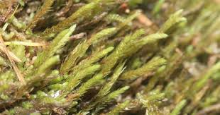 Attēlu rezultāti vaicājumam “Pohlia annotina”