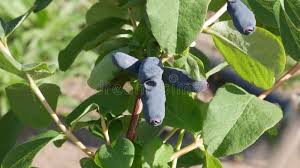 Attēlu rezultāti vaicājumam “Lonicera ferdinandii fruit”