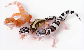 Image result for gravidity leopard gecko