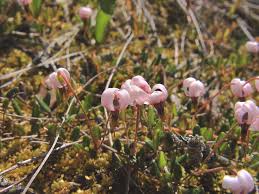 Attēlu rezultāti vaicājumam “Oxycoccus microcarpus leaf”