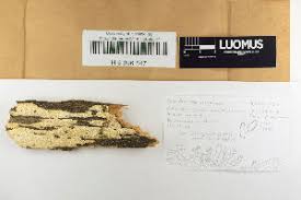 Attēlu rezultāti vaicājumam “Antrodia mellita”