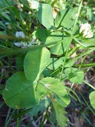 Attēlu rezultāti vaicājumam “Trifolium hybridum”