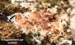 Attēlu rezultāti vaicājumam “Physisporinus sanguinolentus”