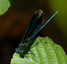Attēlu rezultāti vaicājumam “Calopteryx virgo male”