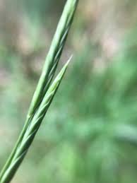 Attēlu rezultāti vaicājumam “Brachypodium pinnatum”