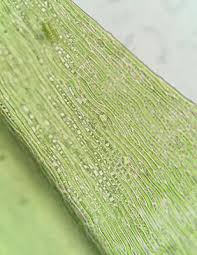 Attēlu rezultāti vaicājumam “Pseudotaxiphyllum elegans macro”