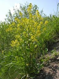 Attēlu rezultāti vaicājumam “Barbarea vulgaris subsp. arcuata”