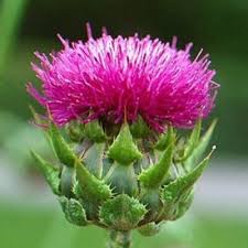 Image result for Silybum marianum