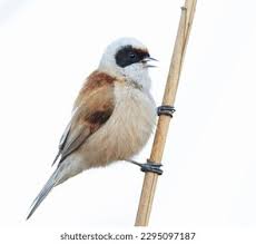 Attēlu rezultāti vaicājumam “Remiz pendulinus adult”