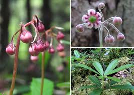Attēlu rezultāti vaicājumam “Chimaphila umbellata flower”