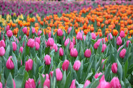 Attēlu rezultāti vaicājumam “Tulipa gesneriana”