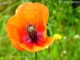 Attēlu rezultāti vaicājumam “Papaver rhoeas”