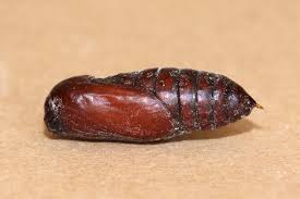 Attēlu rezultāti vaicājumam “Callimorpha dominula larva”