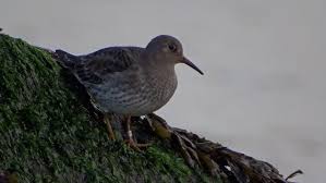 Attēlu rezultāti vaicājumam “Calidris maritima”