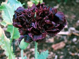 Image result for Papaver somniferum Black