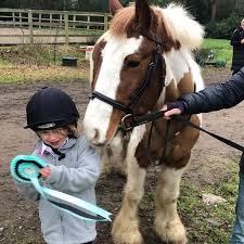 Image result for South Weylands Equestrian