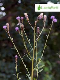 Attēlu rezultāti vaicājumam “Cirsium arvense flower”