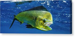 Image result for Coryphaena hippurus