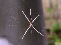 Image result for st andrews cross spider