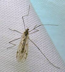 Attēlu rezultāti vaicājumam “Limoniidae”