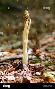 Attēlu rezultāti vaicājumam “Neottia nidus-avis bud”