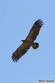 Attēlu rezultāti vaicājumam “Aquila pomarina”