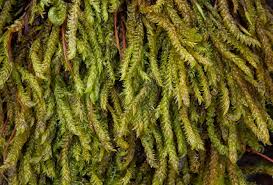 Attēlu rezultāti vaicājumam “Hygrohypnum luridum”