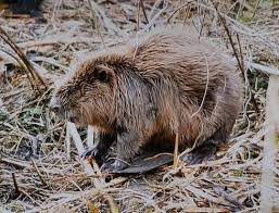 Image result for Castor fiber