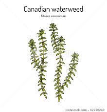 Attēlu rezultāti vaicājumam “Elodea canadensis leaf”