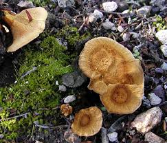 Attēlu rezultāti vaicājumam “Coltricia perennis”