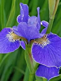 Attēlu rezultāti vaicājumam “Iris sibirica leaf”