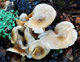 Attēlu rezultāti vaicājumam “Lepista sp.”