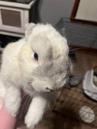 Image result for white rabbit skin texture