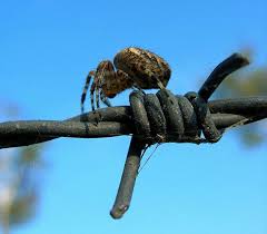 Attēlu rezultāti vaicājumam “Araneus diadematus female”