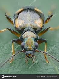 Attēlu rezultāti vaicājumam “Bembidion quadrimaculatum”