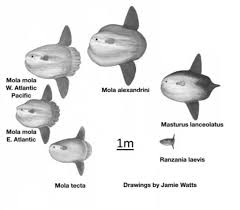 Image result for Mola mola