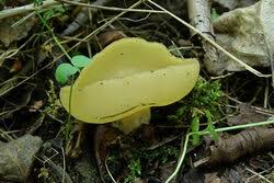 Attēlu rezultāti vaicājumam “Sowerbyella radiculata”